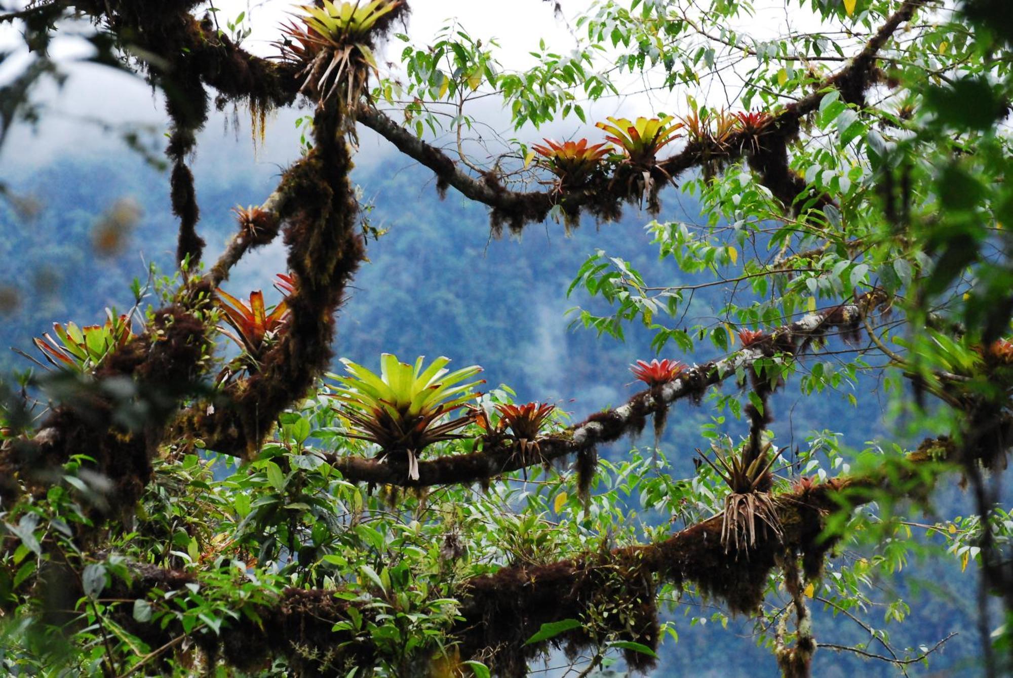 Bellavista Cloud Forest Lodge & Private Protected Area Tandayapa Exterior photo